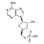 Adenosine 3’,5’-Cyclic Monophosphate